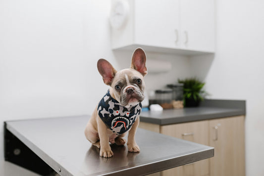 cão_veterinário