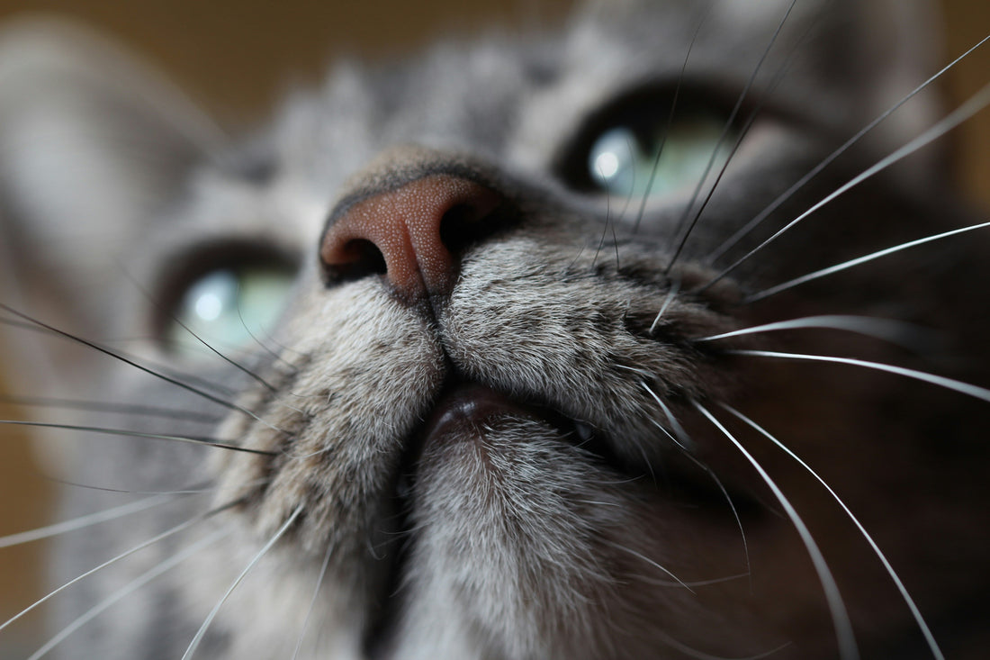 Feromonas para Gatos: O que são e como funcionam ?