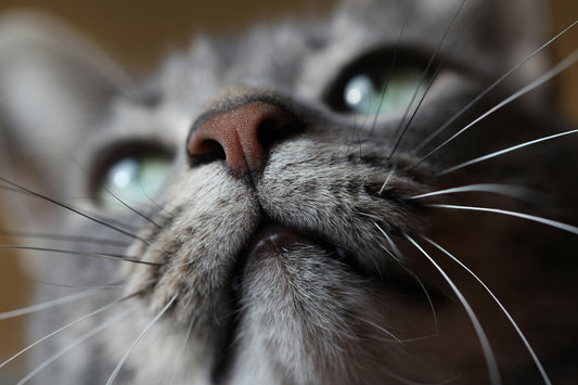 Feromonas para Gatos: O que são e como funcionam ?