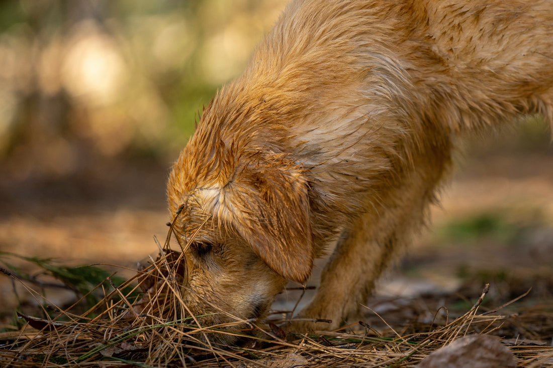 Porque é Que o Meu Cão Esconde Comida ? 6 Razões