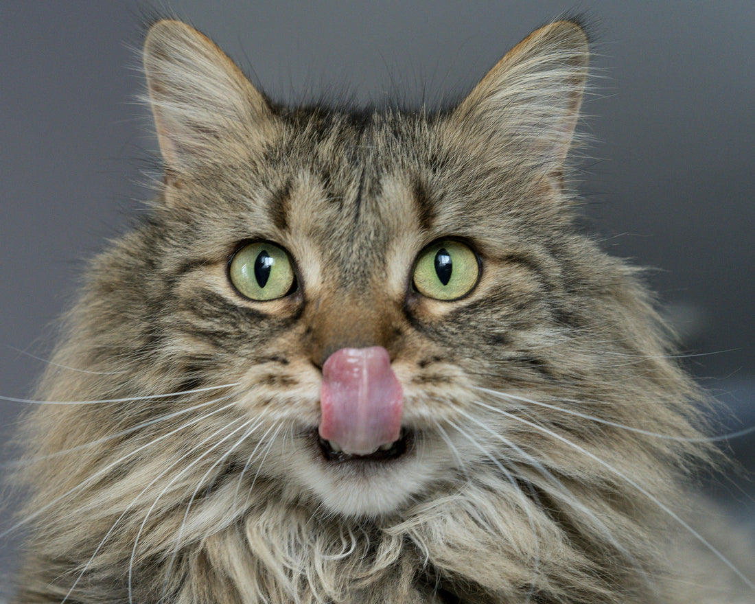 Comida Húmida ou Ração Seca? Qual a melhor opção para gatos?