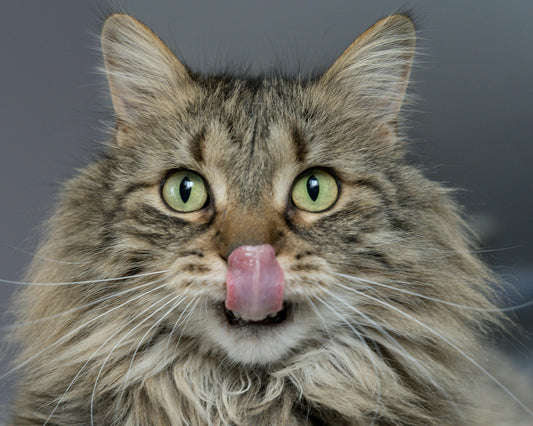 Comida Húmida ou Ração Seca? Qual a melhor opção para gatos?