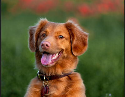 cão com língua de fora 