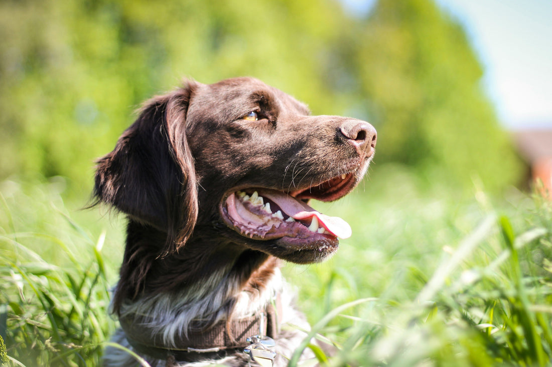 Que Frutas e Legumes de Verão Podem os Cães Comer?