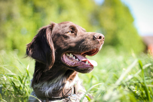 Que Frutas e Legumes de Verão Podem os Cães Comer?