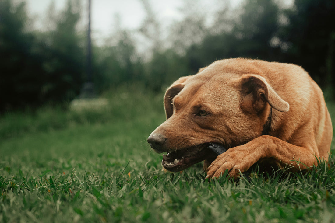 Porque é que o meu cão rói tudo quando está stressado ? Soluções para ajudar
