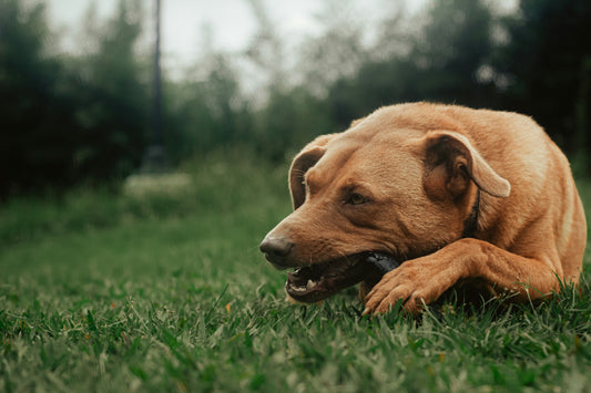 Porque é que o meu cão rói tudo quando está stressado ? Soluções para ajudar