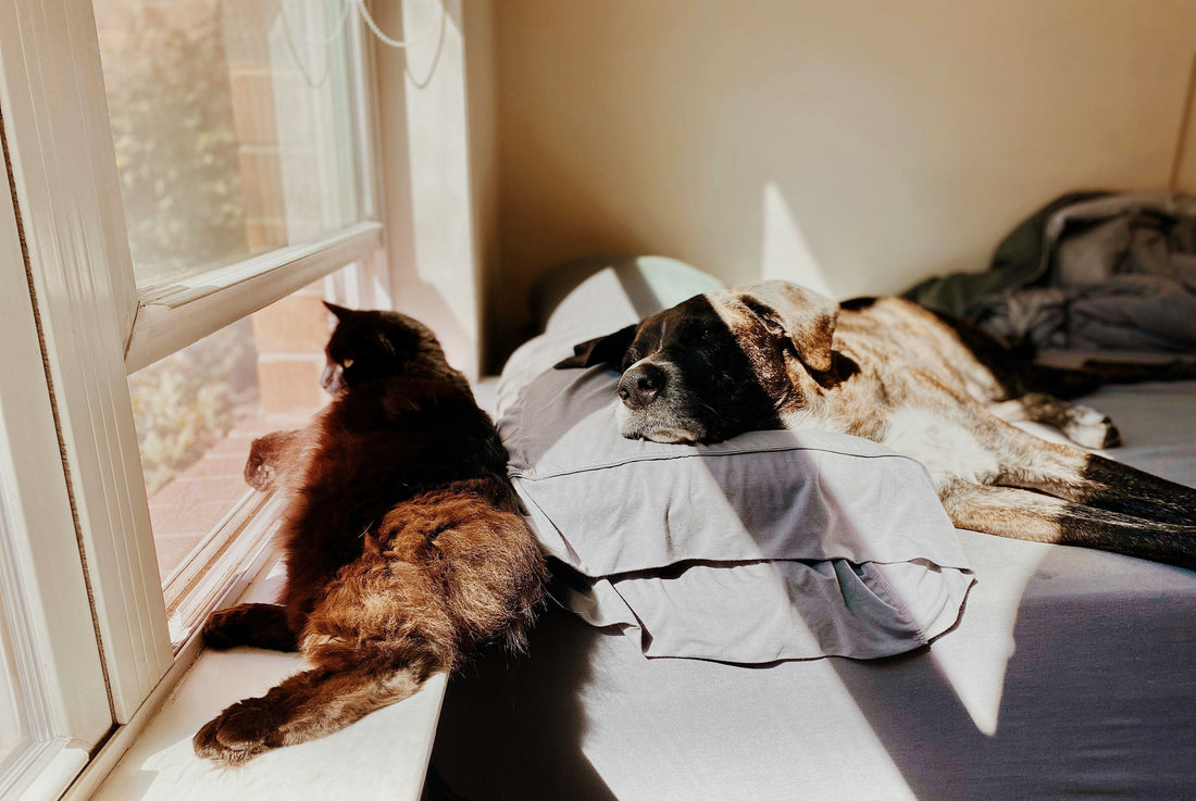 Como refrescar um cão ou gato? Truques Simples e Caseiros
