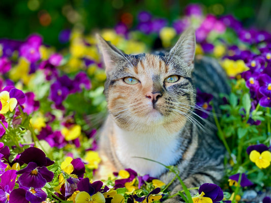 O meu gato come menos no verão. É normal ou preocupante?