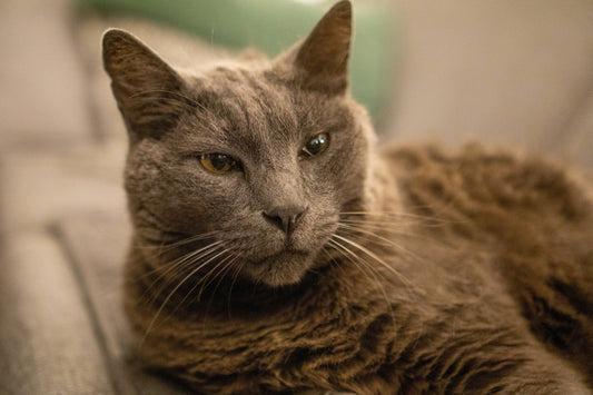 5 Doenças comuns em Gatos Séniores