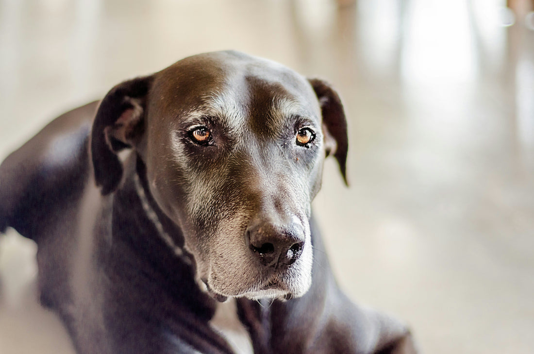 Como Mudar a Alimentação de um Cão Adulto para Sénior?