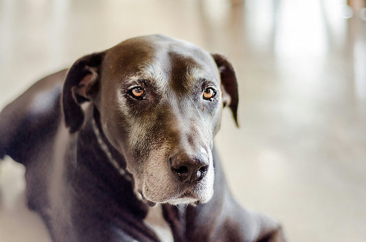 Como Mudar a Alimentação de um Cão Adulto para Sénior?
