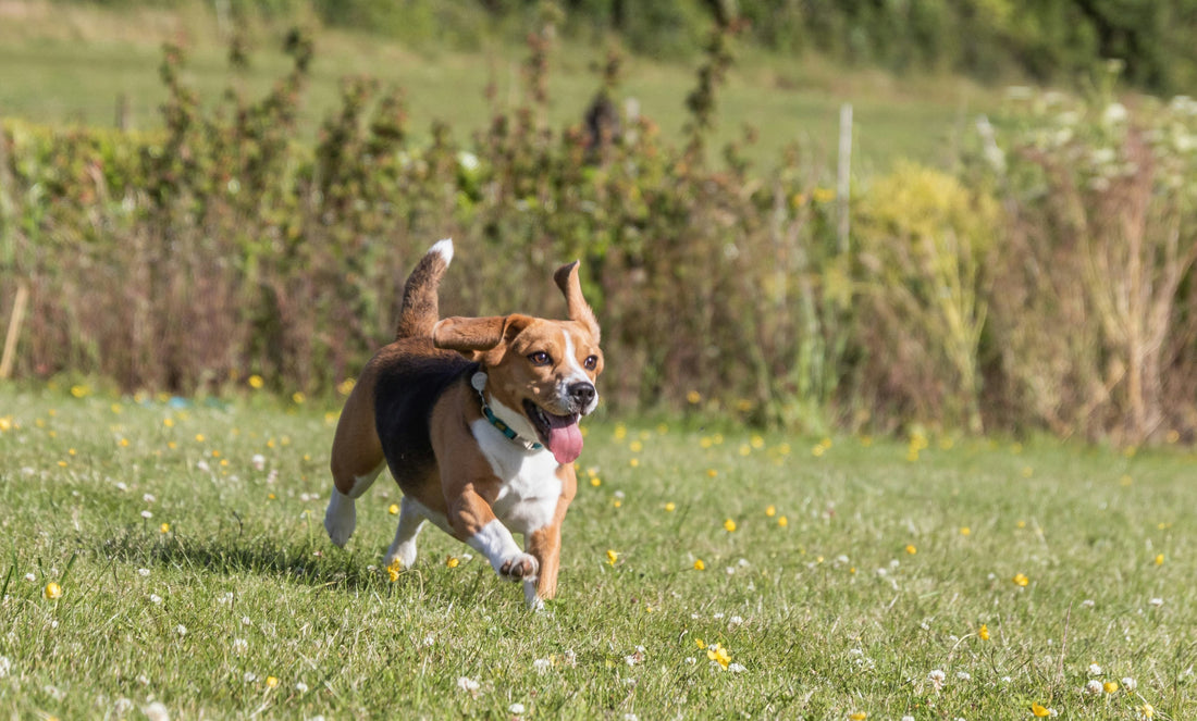 ração para beagle 