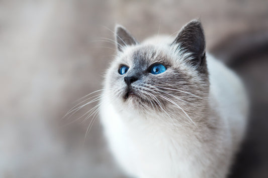 O que é o Malte? Devo dar ao meu Gato?