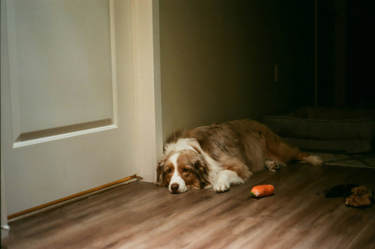Vómitos e Diarreia em cães: Guia para Tutores