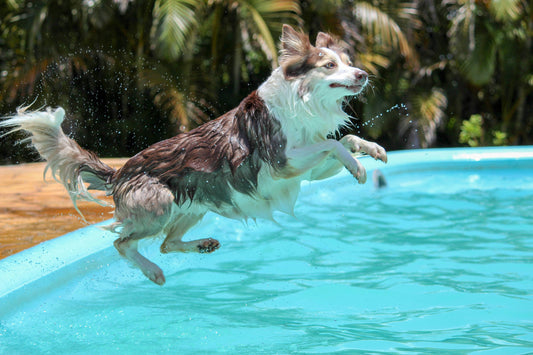 O Meu Cão Pode Nadar na Piscina? Riscos e Cuidados a Ter