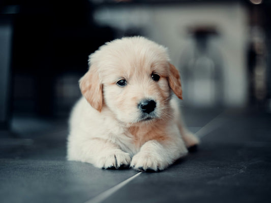 Quando é que o meu cachorro pode ir à rua? Tudo o que precisa de saber