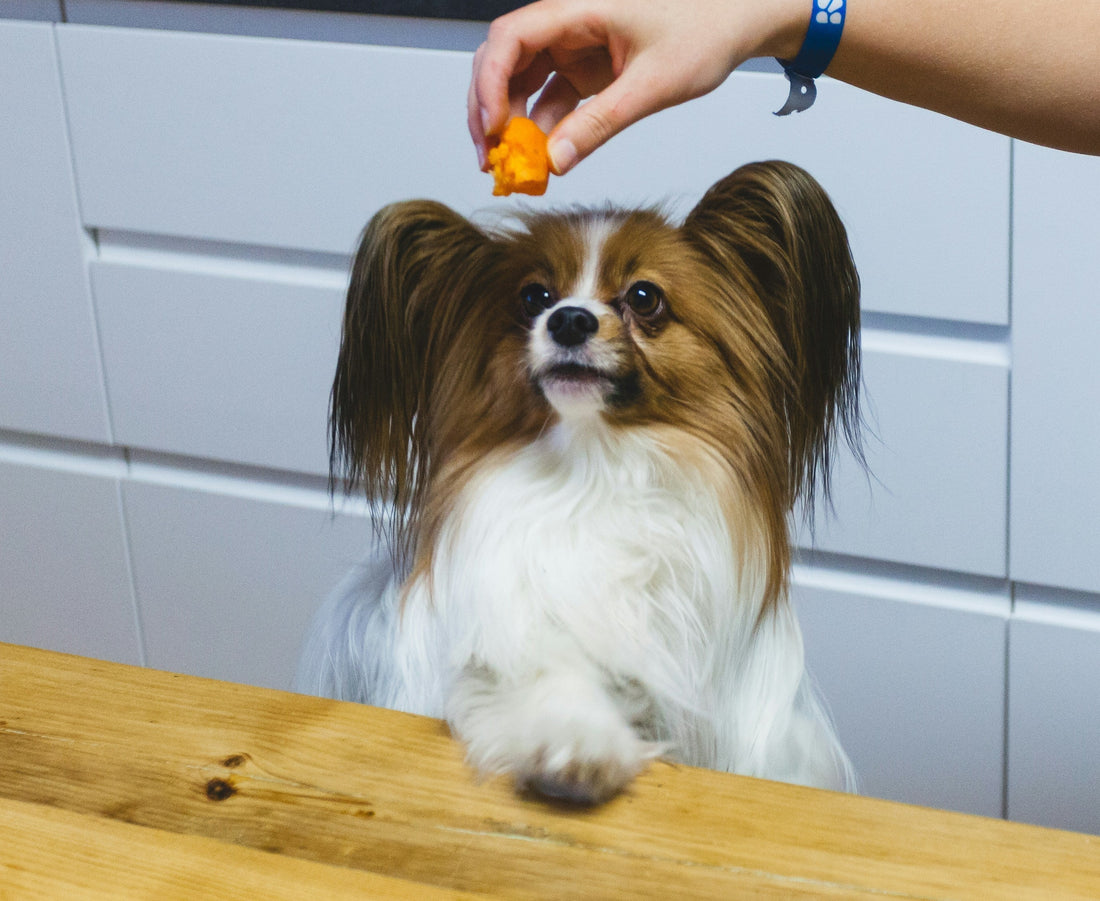 O que posso cozinhar para o meu cão ?