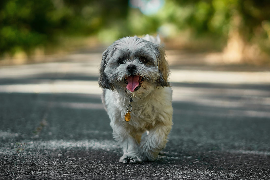 Quais são as Melhores rações para Shih Tzu? (com preços)
