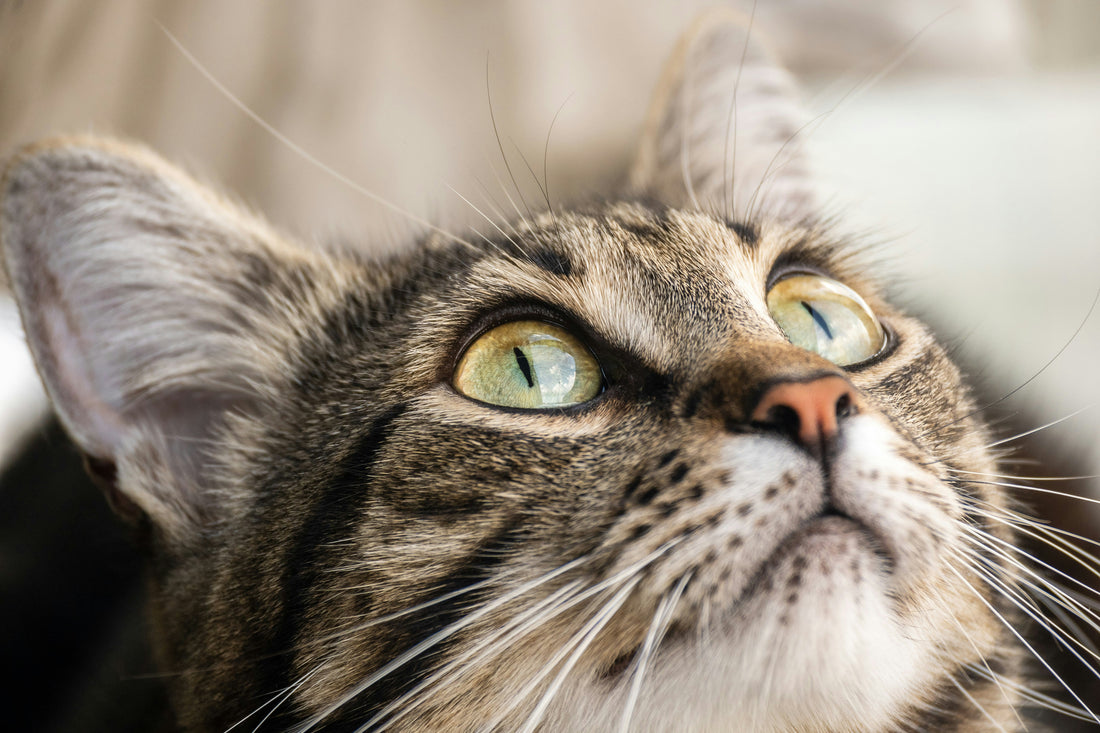 gato