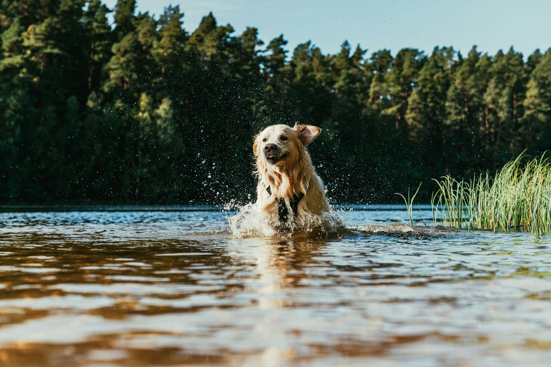 Devo dar Comida Húmida ao meu Cão no Verão?