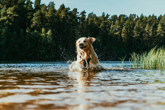 Devo dar Comida Húmida ao meu Cão no Verão?