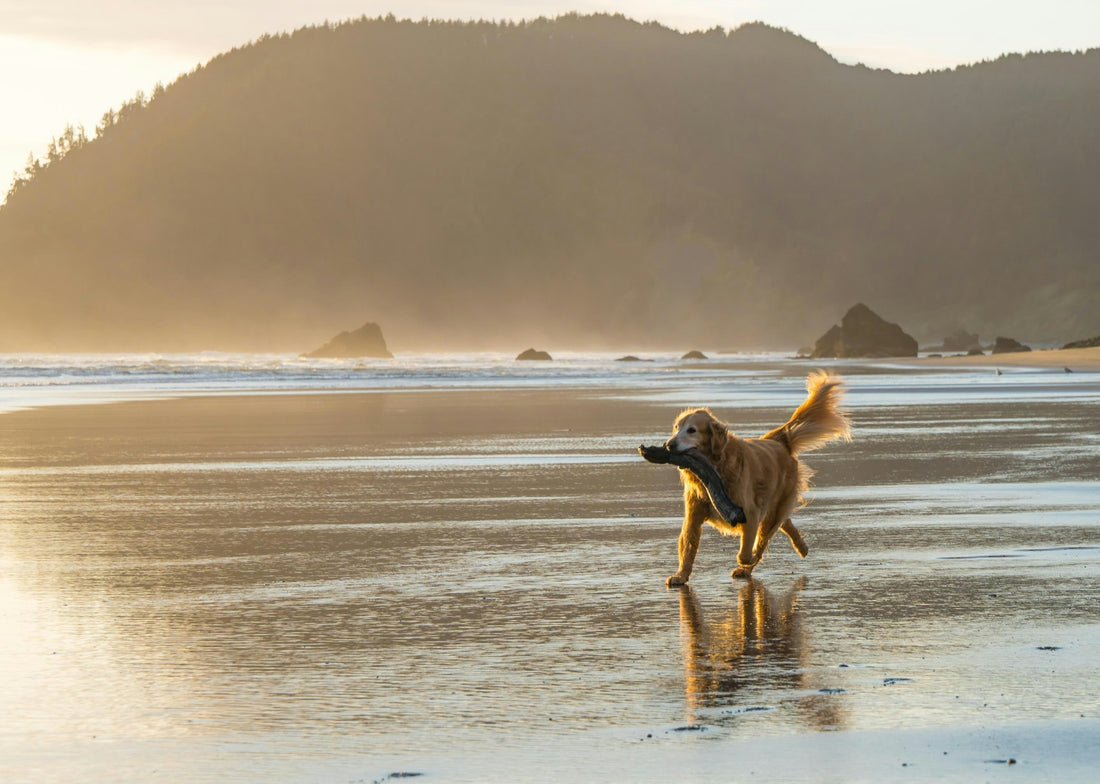 Praias para cães em Portugal - guia por zona (Norte, Centro, Lisboa, Algarve)