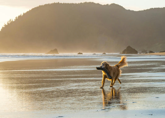 Praias para cães em Portugal - guia por zona (Norte, Centro, Lisboa, Algarve)