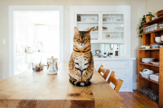 O Que Posso Cozinhar Para o Meu Gato? Guia de Alimentos Seguros