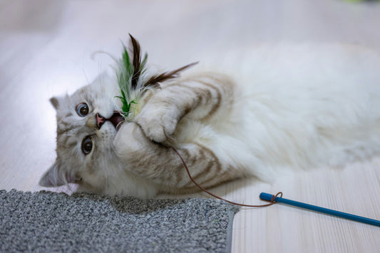 Brinquedos para Gatos: Porque São Mais Importantes do Que Parecem?