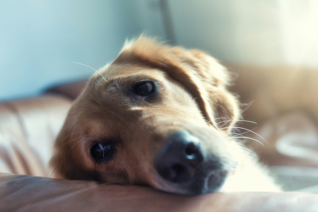Ansiedade de separação nos cães: Sinais, Causas e Como Ajudar ?