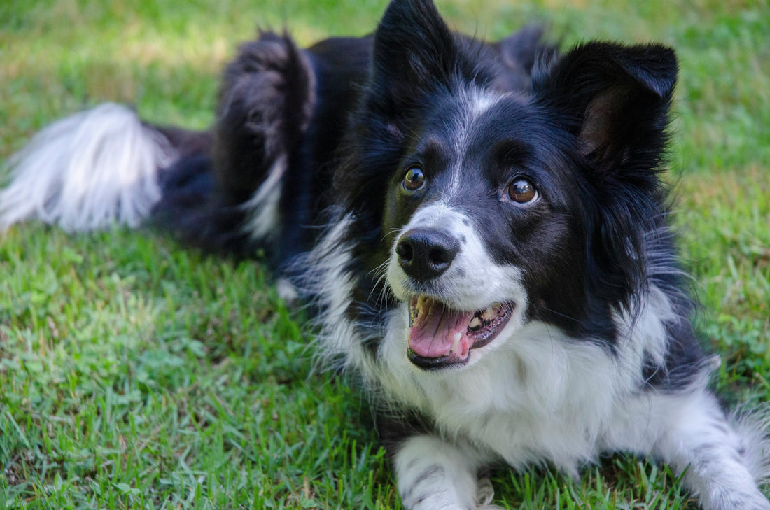 Top Melhores Rações para um Border Collie? (com preços )