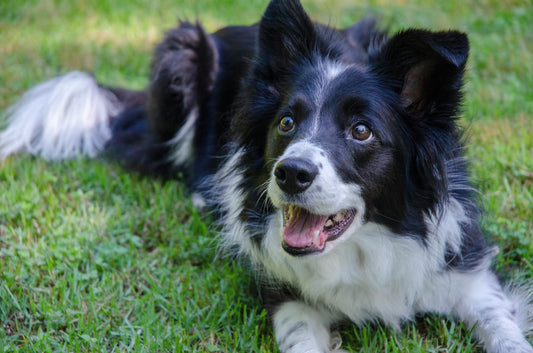 Top Melhores Rações para um Border Collie? (com preços )