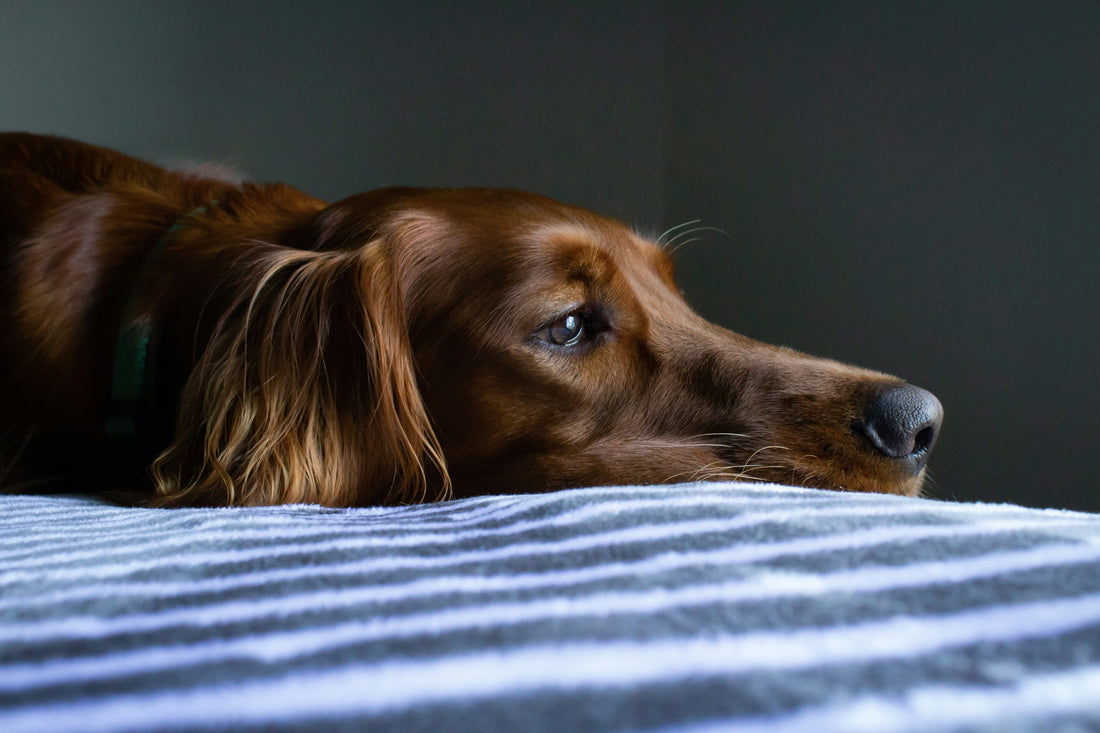Depressão Canina: Regresso à Rotina