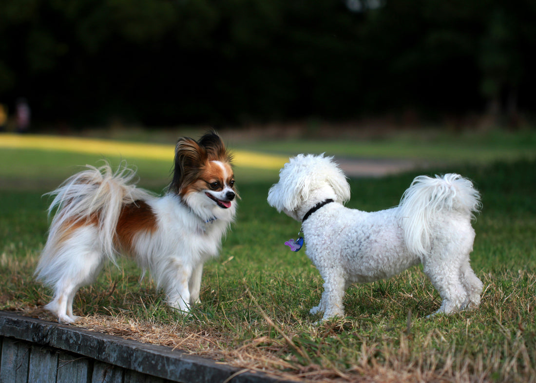 Raças de cães pequenos