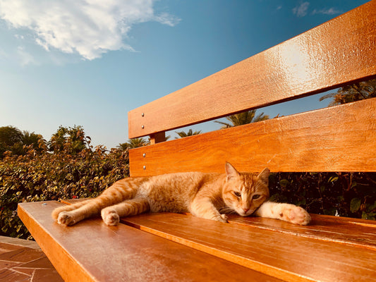 Que Frutas e Legumes de Verão podem os Gatos Comer?