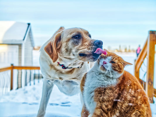 Como Ler o Rótulo de uma Ração? Guia para saber o que o seu animal come