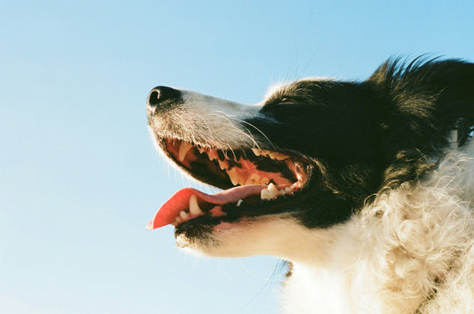 Cuidados a ter com os dentes dos cães: Previna o Tártaro e Mau Hálito