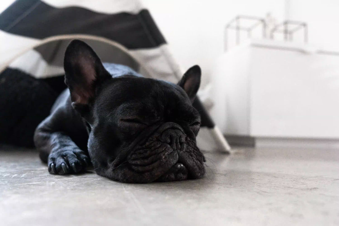 Melhores Rações para Bulldog Francês (com preços) | Guia 2026