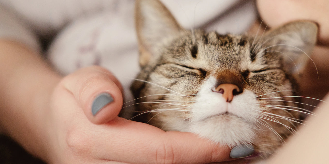 LOJA PARA GATO 🐱