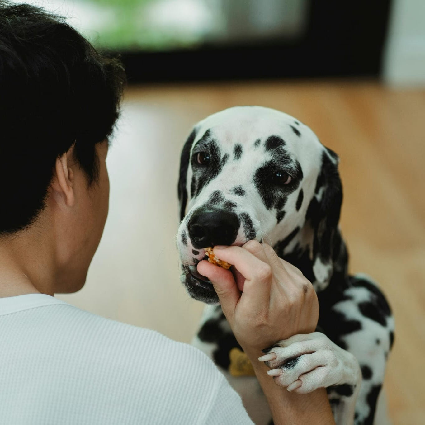 Snacks – NutriPetPlan