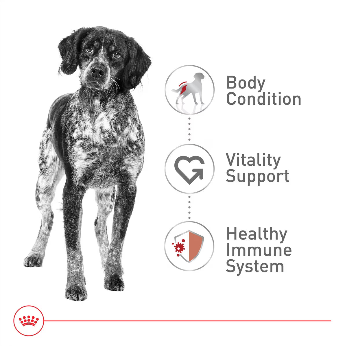 Ração para Cão Royal Canin Dog Medium Adult 7+ | 15 Kg