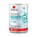 https://cdn.shopify.com/s/files/1/0916/7627/9129/files/DSDT020.webp?v=1776963774