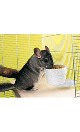 https://cdn.shopify.com/s/files/1/0916/7627/9129/files/Savic_Comedouro_Crock_Small_Animals_af0647da-eac7-41ae-b428-6c813428d80e.png?v=1737457232