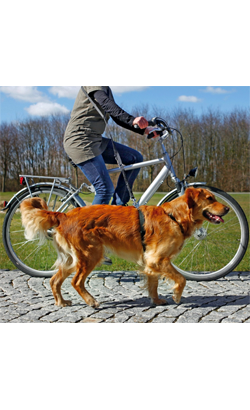 https://cdn.shopify.com/s/files/1/0916/7627/9129/files/Trixie_Bicycle_and_Jogging_Leash.png?v=1737457196