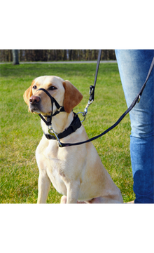 https://cdn.shopify.com/s/files/1/0916/7627/9129/files/Trixie_Top_Trainer_Training_Harness_91eead89-1f9a-4964-a156-949b7c3e3a99.png?v=1737456839