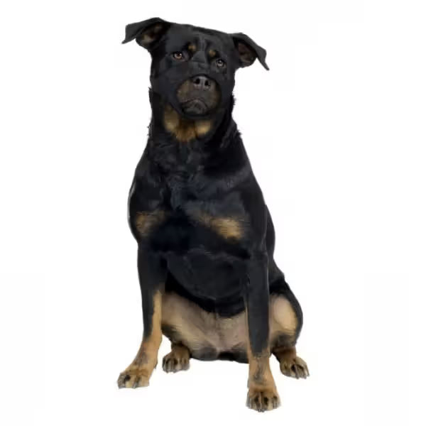 Duvo Plus Açaime em Nylon - para perro