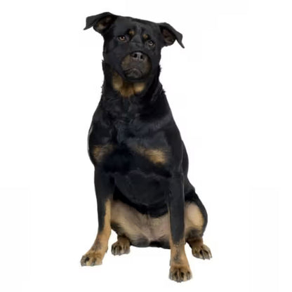 Duvo Plus Açaime em Nylon - para perro