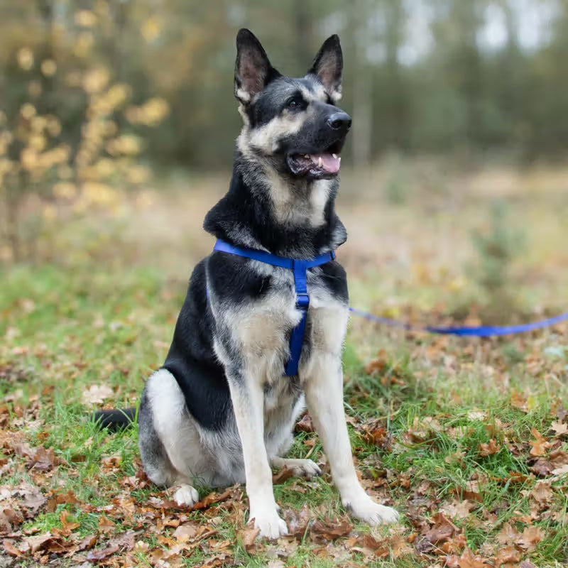 Duvo Plus Explor Classic Azul Azul - Dog harness