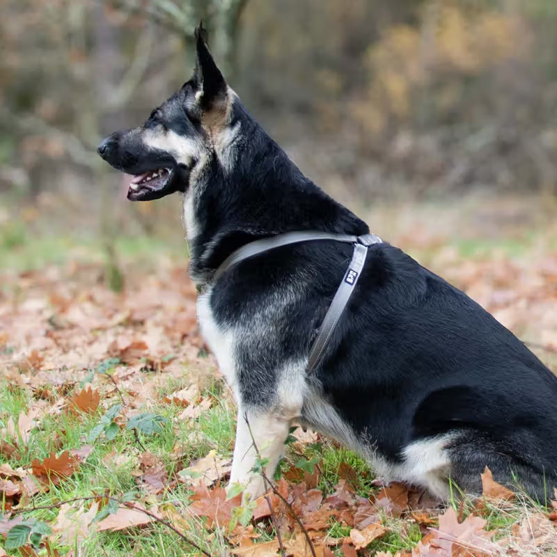 Duvo Plus Explor Classic Cinzento Cinzento - Arnês para cão